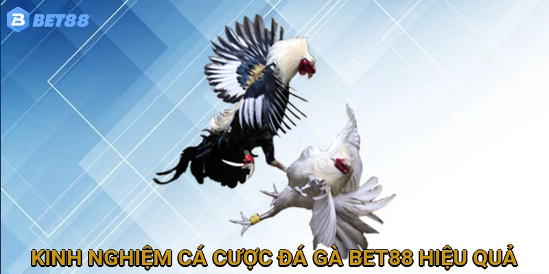 Kinh Nghiệm Cá Cược Đá Gà BET88 Hiệu Quả